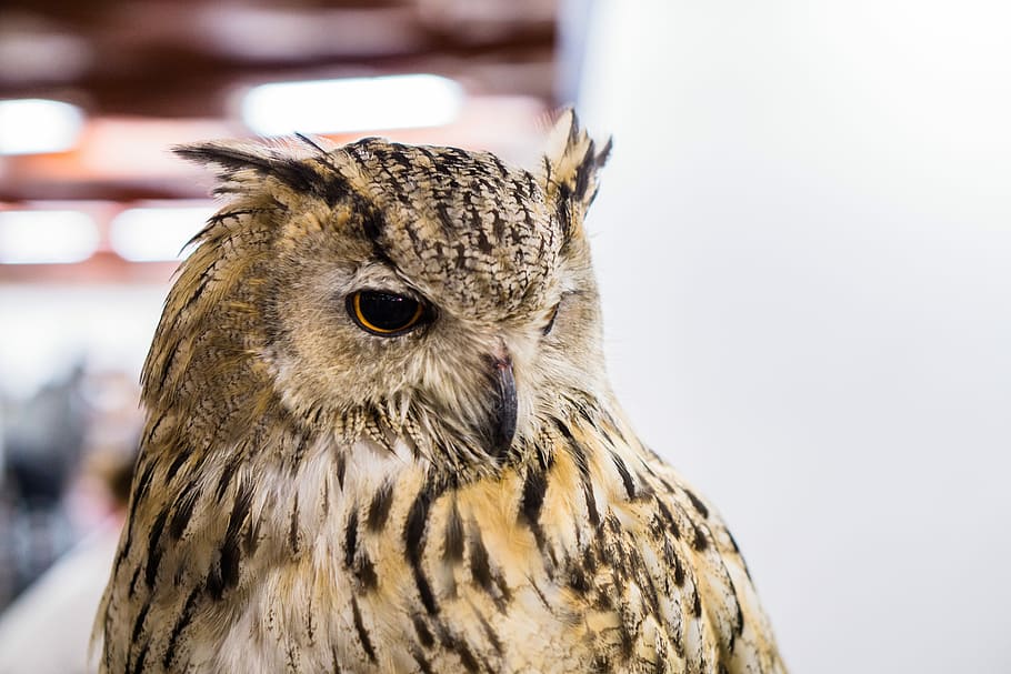 owl, big, eye, bird, animal wildlife, vertebrate, one animal HD wallpaper