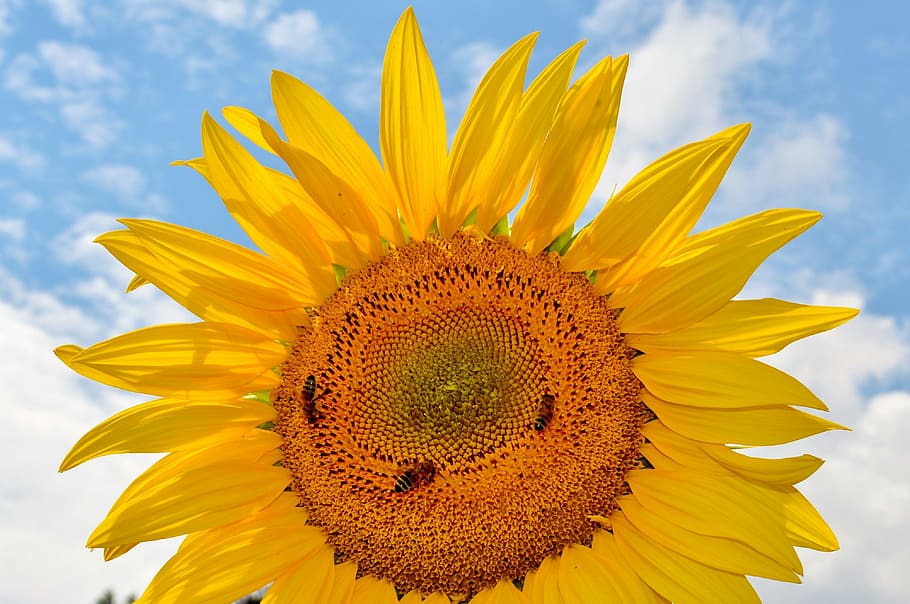 Sun Flower, Flower, Flower, Bees, Pollen, yellow flower, bloom HD wallpaper
