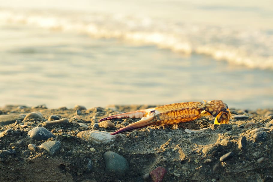 crab, marine, stone, animal wildlife, animal themes, one animal HD wallpaper