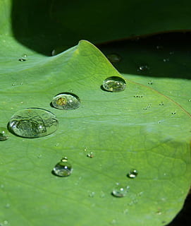 Lotus Effect, Drip, Water, Structure, raindrop, transparent HD wallpaper