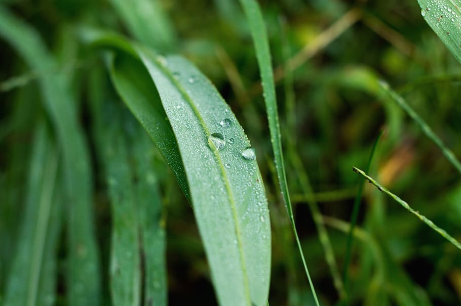 leaf, nature, macro, drops, green, flora, green color, wet HD wallpaper