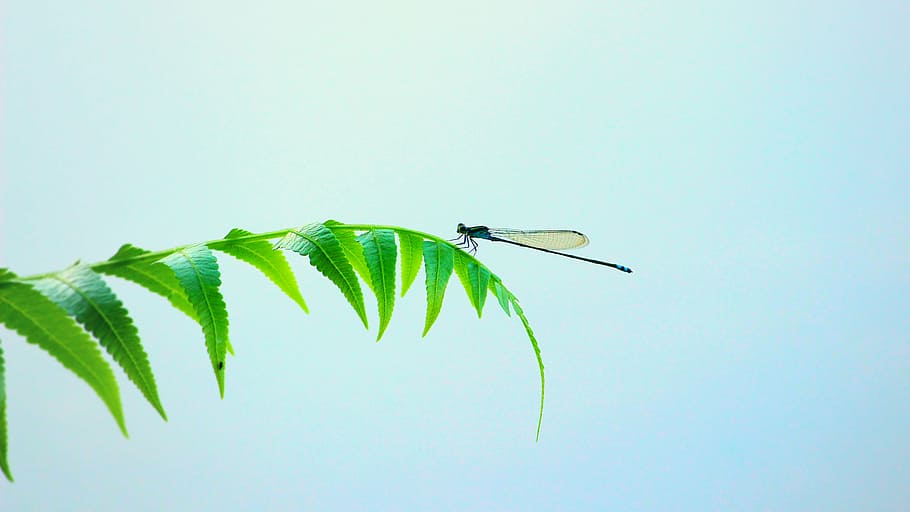 black damselfly perching on green leaves at daytime, dragonfly HD wallpaper