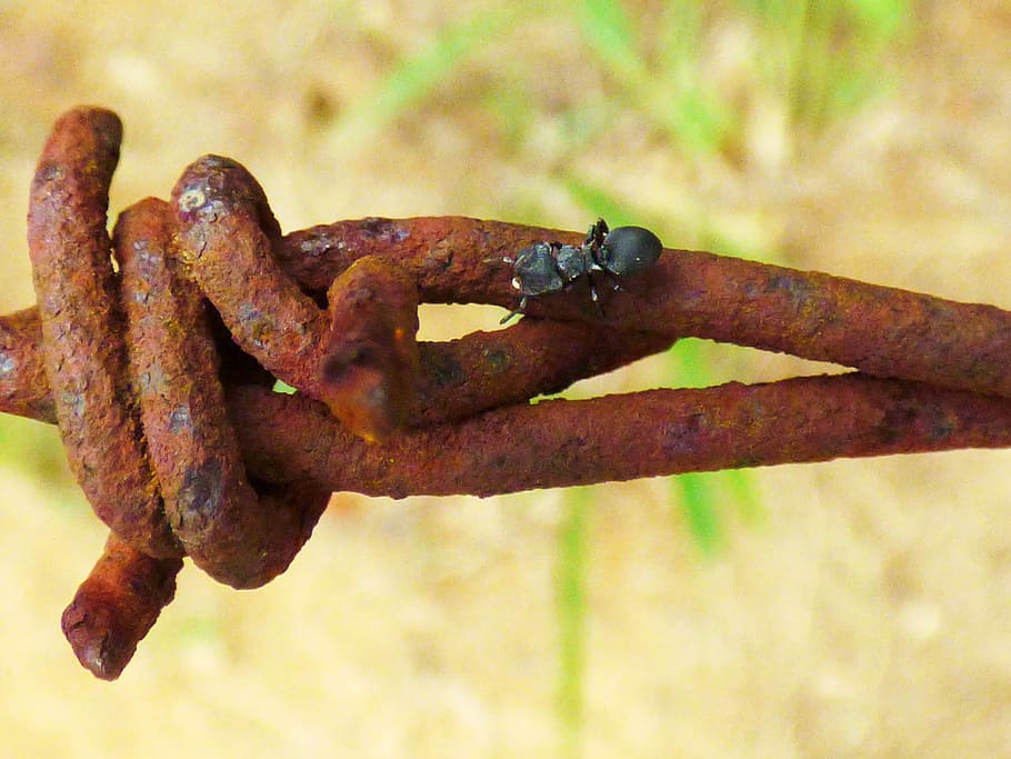 Macro, Wire, Rust, Nature, Insect, Iron, metal, security, rusty HD wallpaper