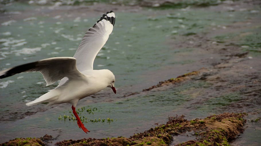 Seagull, Flying, Landing, Ocean, wildlife, nature, bird, wings HD wallpaper