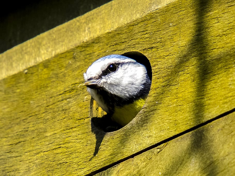 Eurasian blue tit, nesting box, nature, bird, animal, songbird HD wallpaper