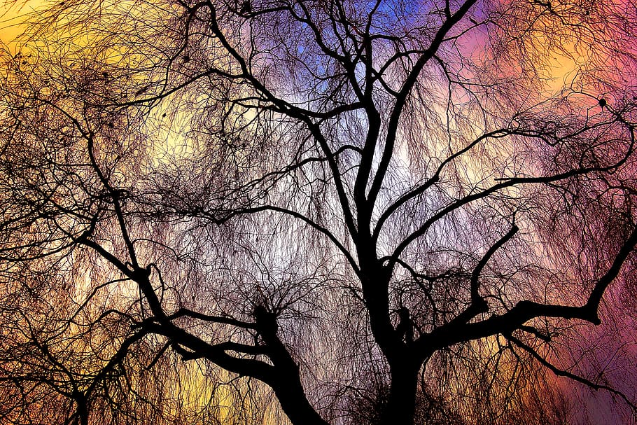 weeping willow, tree, branch, bare tree, bare branch, nature HD wallpaper