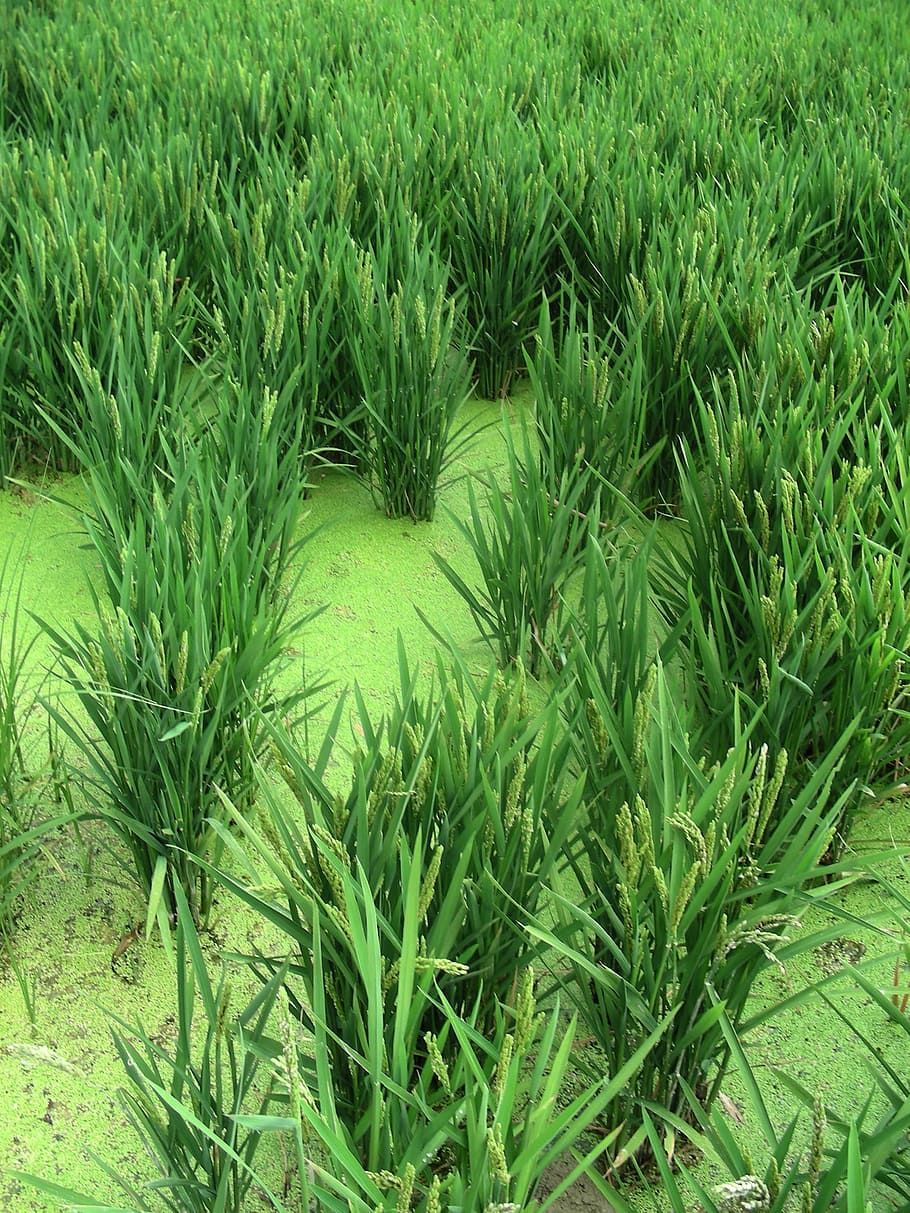 Rice Field, Spain, Ebro, nature, plant, agriculture, green Color HD wallpaper