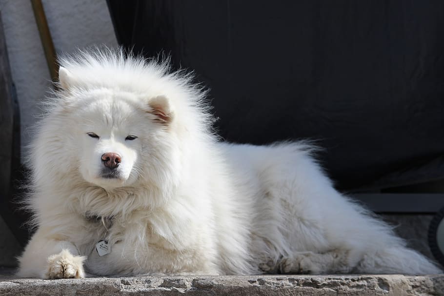 adult white Chowchow, dog, large, iceland, samoyed, canine, animal, HD wallpaper