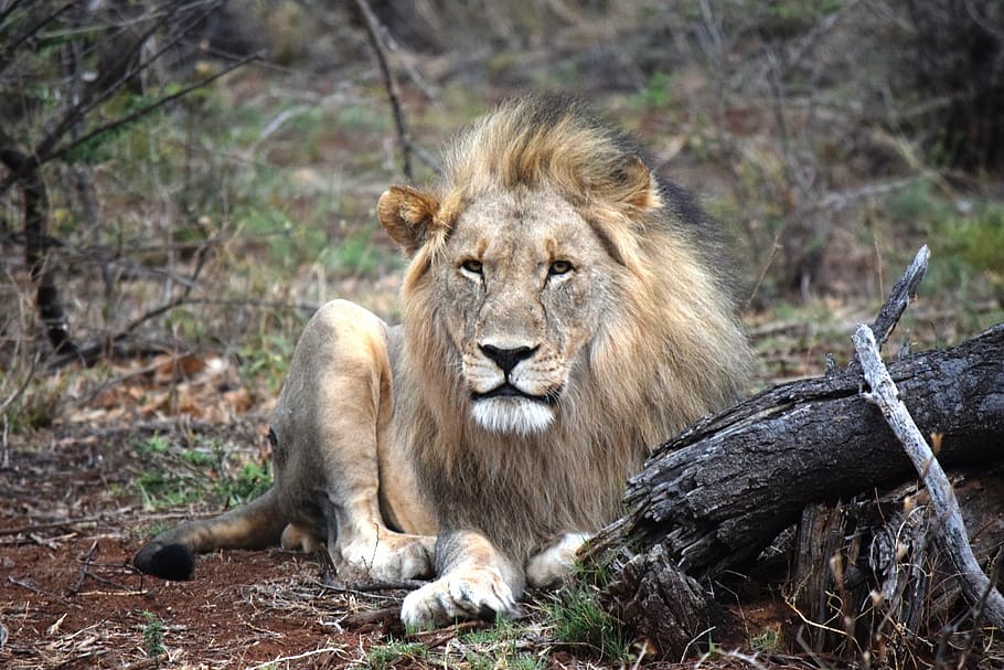 lion laying on ground, african, face-on, safari, animal, king