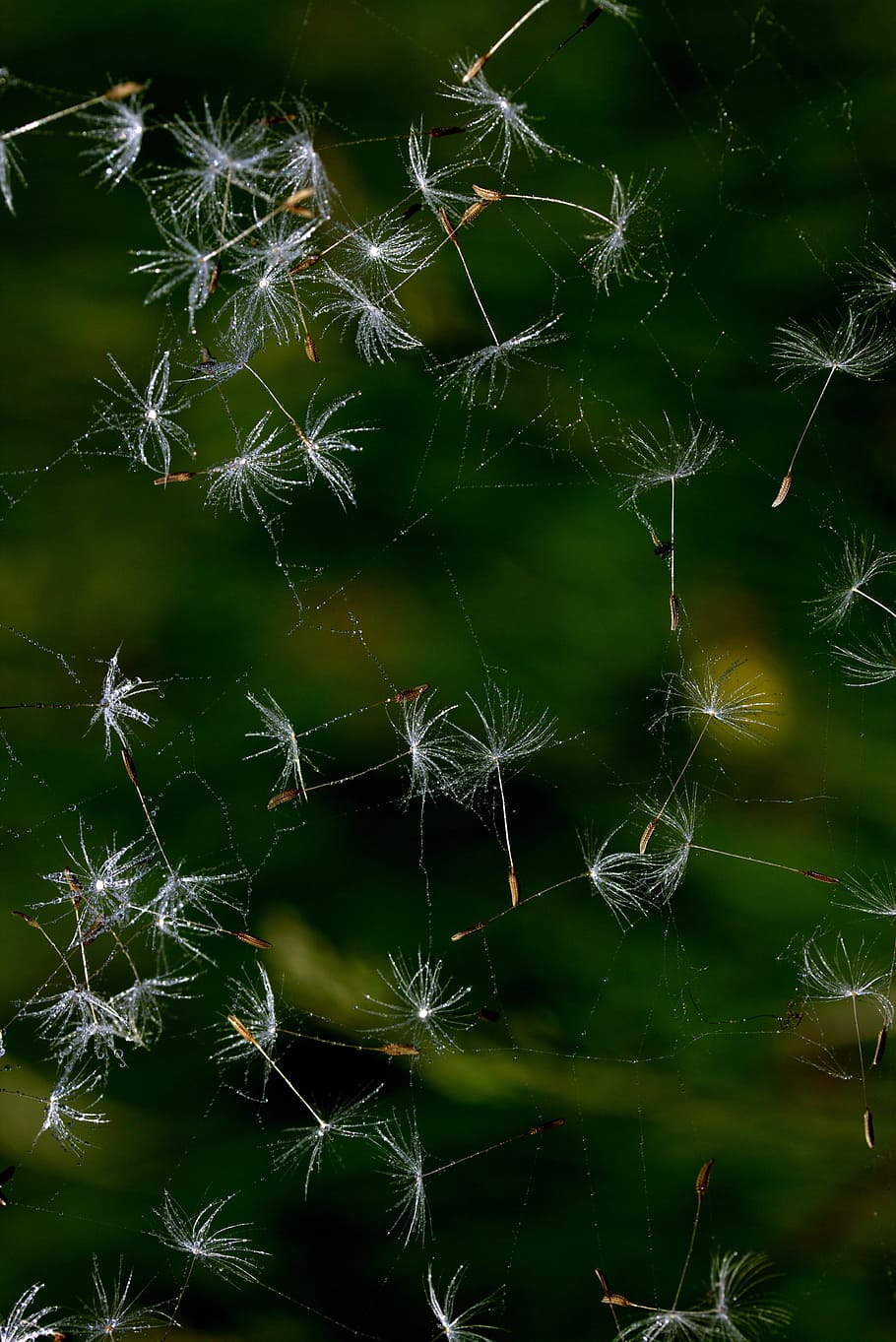 Dandelion, Spider Web, Drops, Water, nature, danger, outdoors HD wallpaper