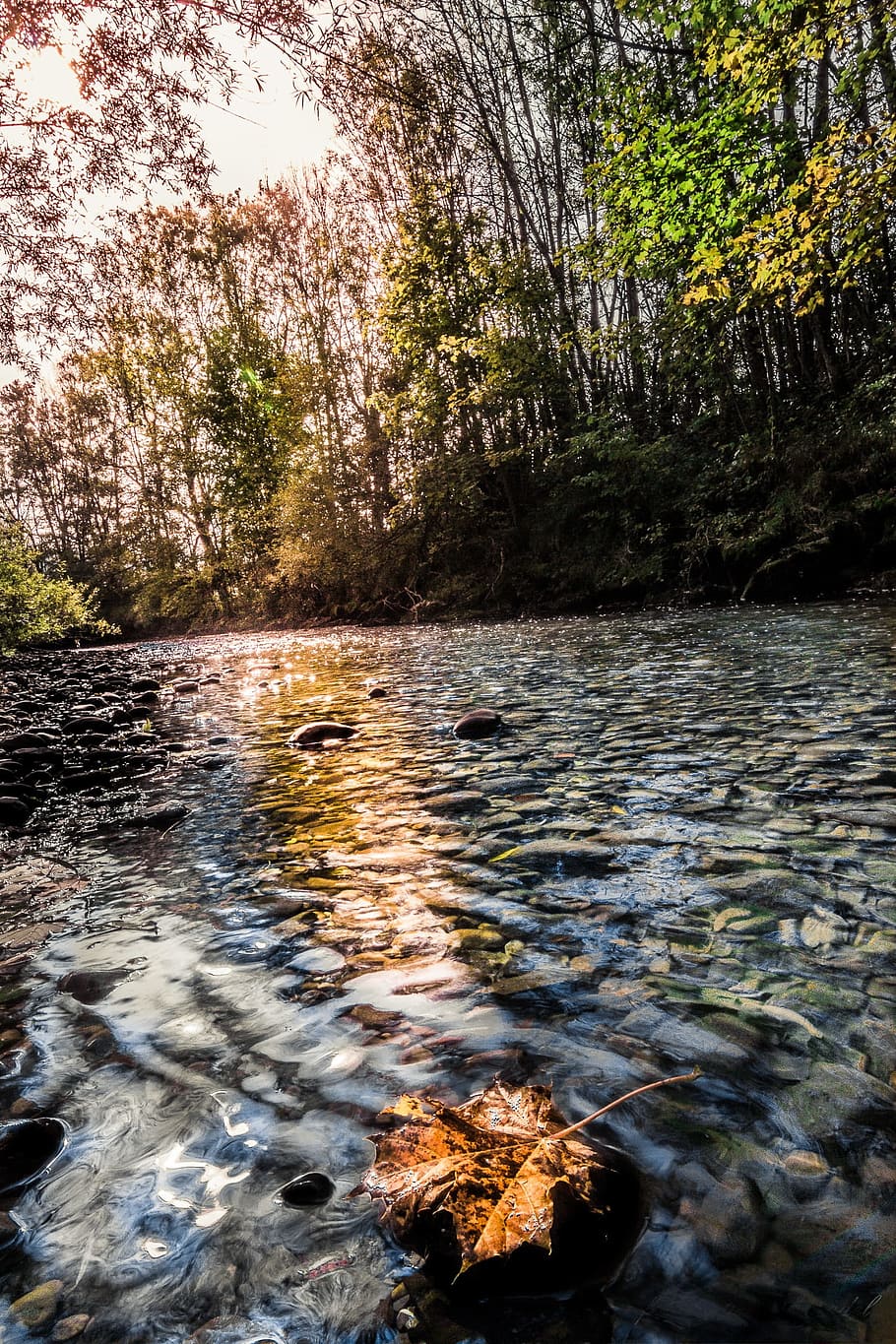 River, Bach, Nature, water, no people, tree, forest, plant HD wallpaper