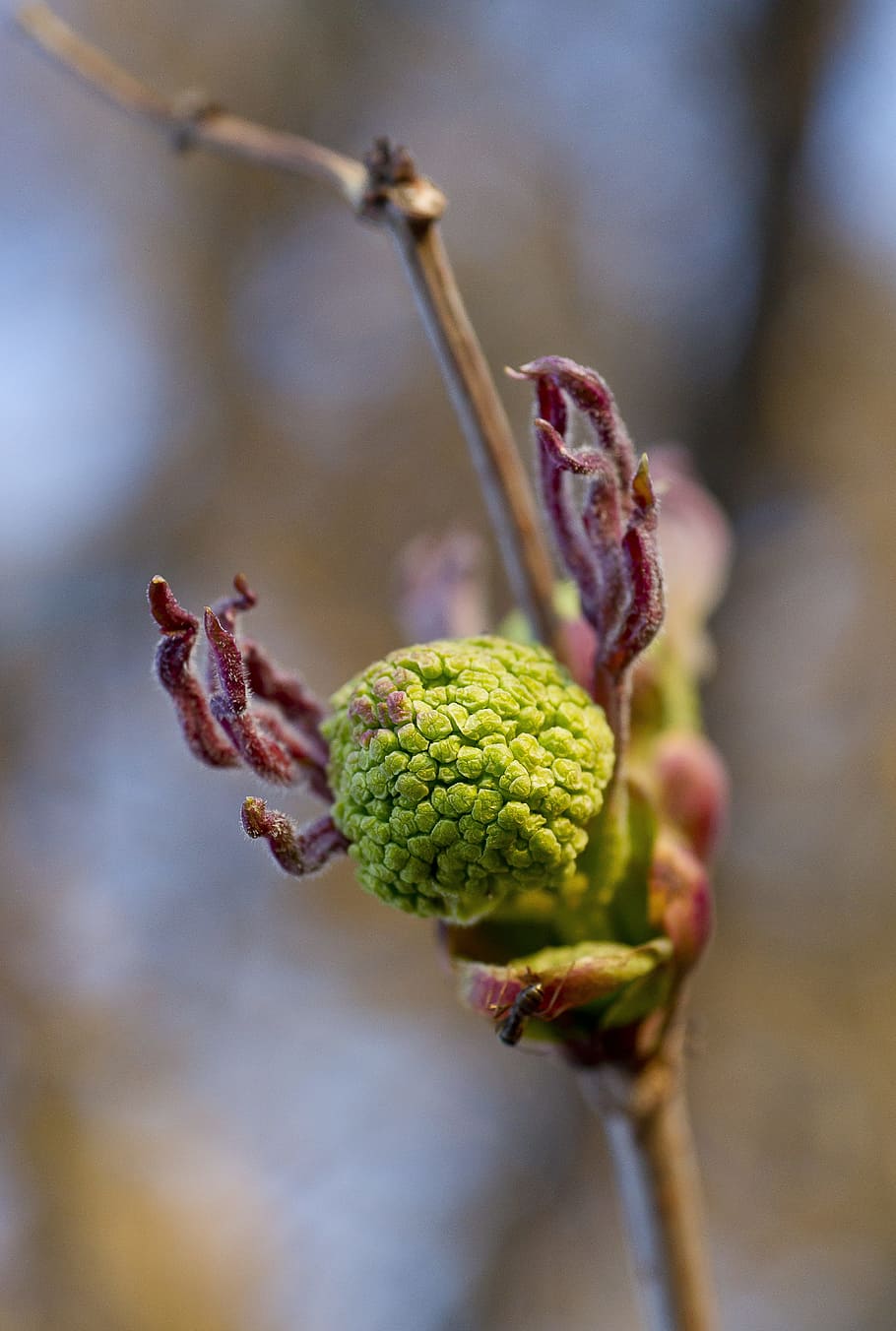 Bloom, Rowan, Closeup, before flowering, macro photography HD wallpaper