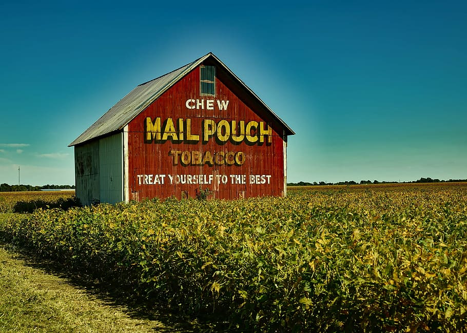 brown Chew Mail Pouch shed on field of plants, mail pouch tobacco