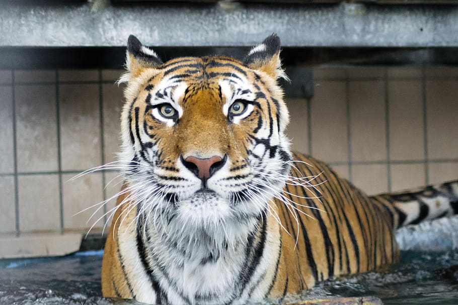 tiger walking on body of water, predator, cat, wildcat, siberian tiger HD wallpaper