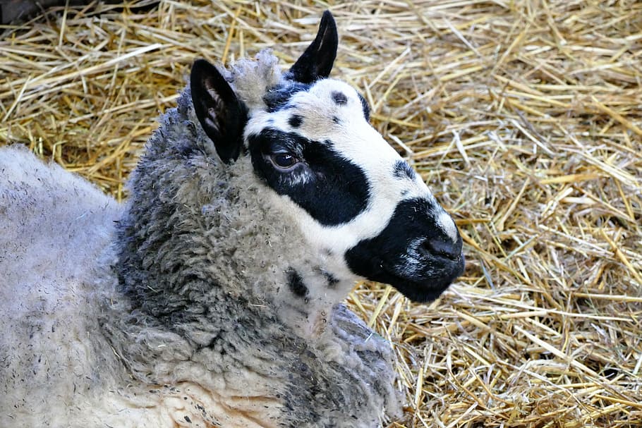animals, sheep, nature, farm, wool, agriculture, cute, farm animals HD wallpaper