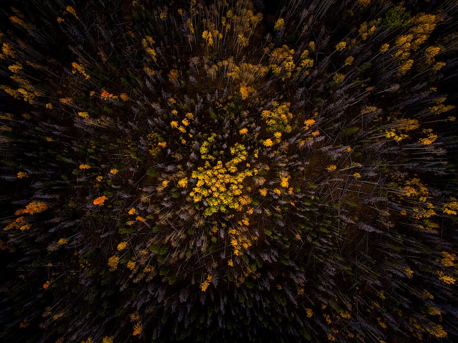 yellow flowers, aerial photography of yellow and green forest