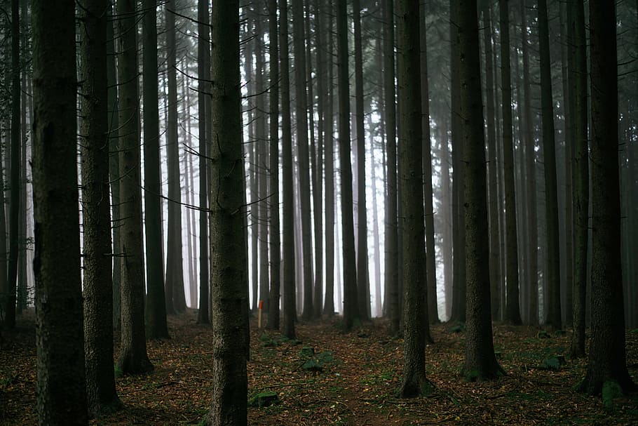 dark, forest, trees, tree trunk, land, plant, woodland, beauty in nature HD wallpaper