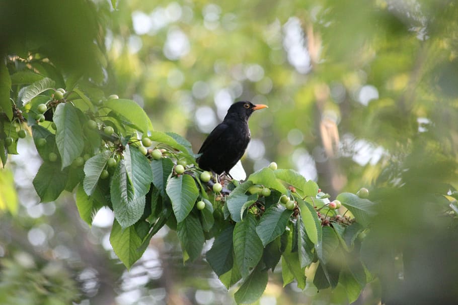 bird, blackbird, branches, beak, nature, cherry, black bird HD wallpaper