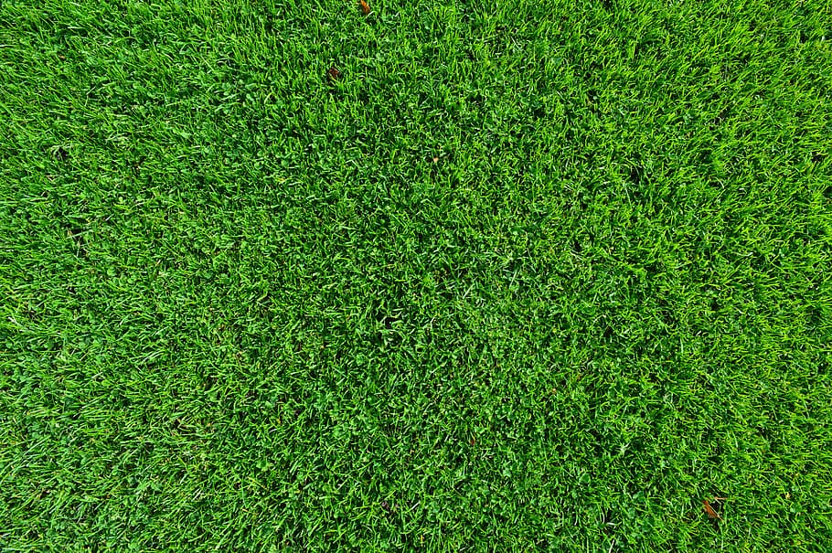 green lawn, grass, turf, background, texture, lush, field, wallpaper HD wallpaper