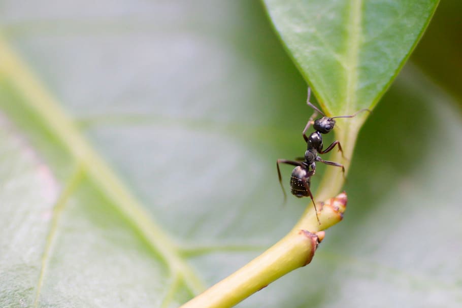 Ant, Insect, Leaf, Nature, Background, macro, green, plant HD wallpaper
