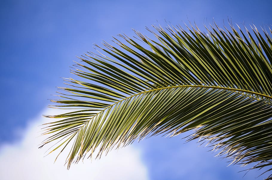 low angle photography of coconut tree leaf under clear sky HD wallpaper
