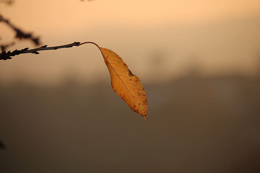 autumn leaf, single, branch, plant part, nature, close-up, focus on foreground HD wallpaper
