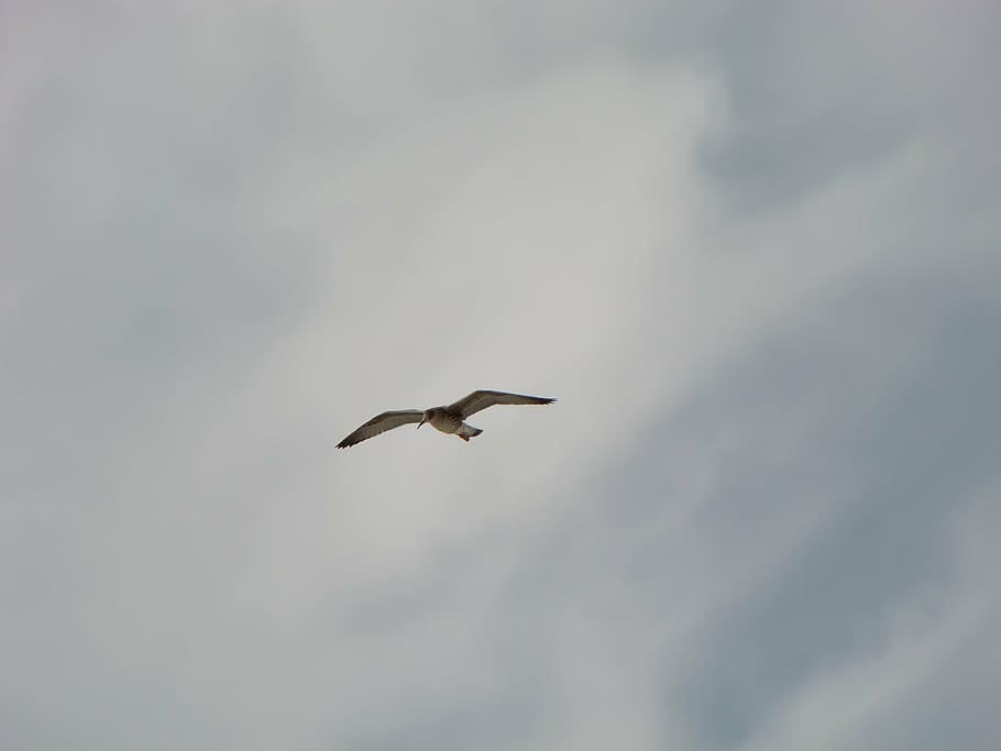 bird, sky, flight, animal themes, animal wildlife, animals in the wild HD wallpaper