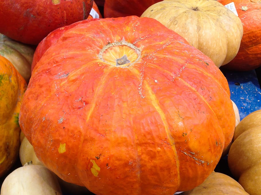 vegetables, squash, vegetable garden, pumpkin, autumn, agriculture HD wallpaper