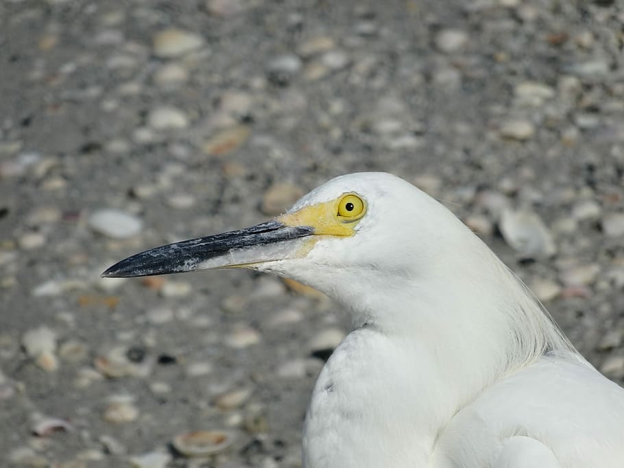 Seagull, Look, Bird, Beak, one animal, animal themes, animals in the wild HD wallpaper