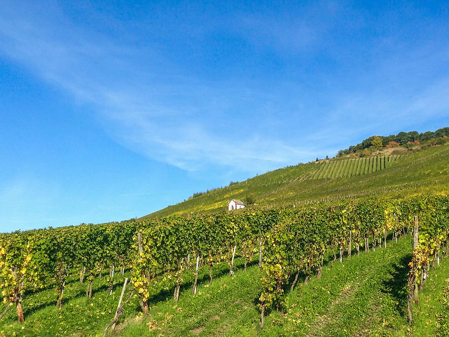vineyard, mosel, wine, winegrowing, cask of mosel wine, wine growing area, HD wallpaper