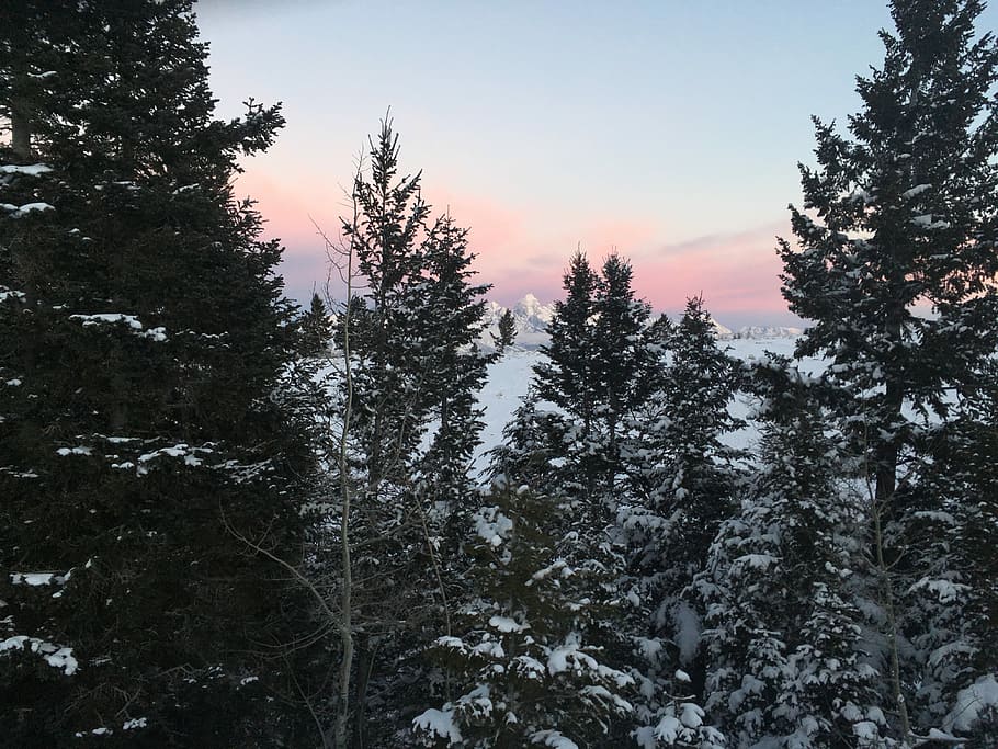 trees covered with snow, snow covered pine trees at daytime, woodland HD wallpaper