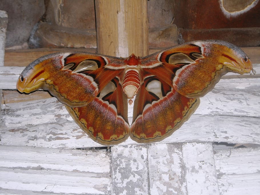 Butterfly, Elephant, Brown, White, animal body part, no people HD wallpaper