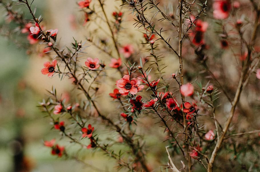 bokeh shot of pink flowers, pink petaled flowers, tree, bloom HD wallpaper