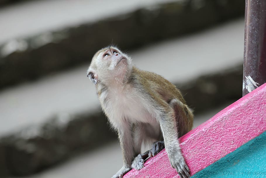 monkey, animals, wild, pink, one animal, animal themes, outdoors HD wallpaper