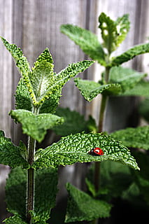 selective focus photography of red ladybug on leaf, mint, peppermint HD wallpaper