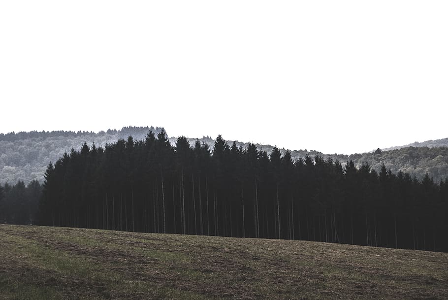 landscape photography of pine trees at mountain, gray trees, green, HD wallpaper