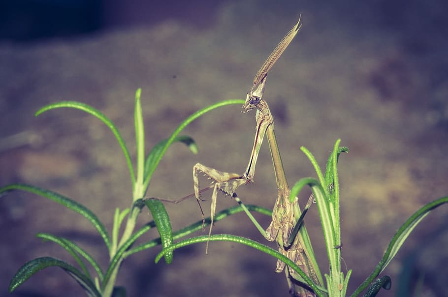 God, Insect, Macro, god worshipers, mediterranean, close, praying mantis HD wallpaper