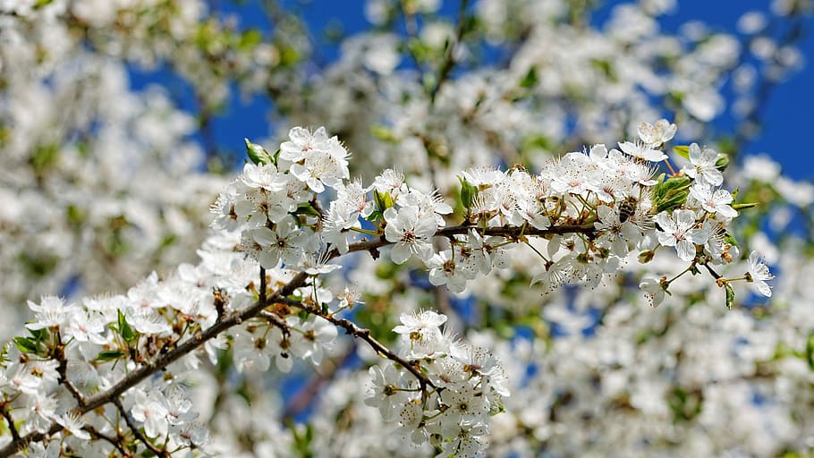 cherry wood, tree, blossom, bloom, spring, flower, flowering plant HD wallpaper