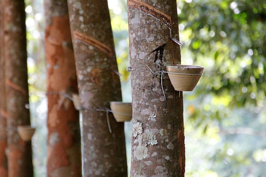 cups on tree, Resin Extraction, Tree Bark, rubber extraction HD wallpaper