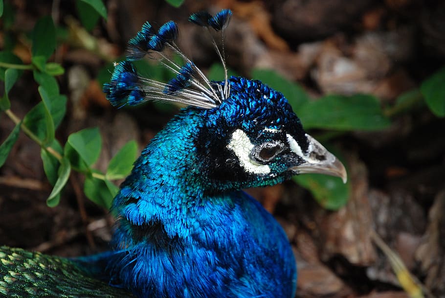 peacock, tail feathers, head, bird, elegance, colorful, zoo HD wallpaper