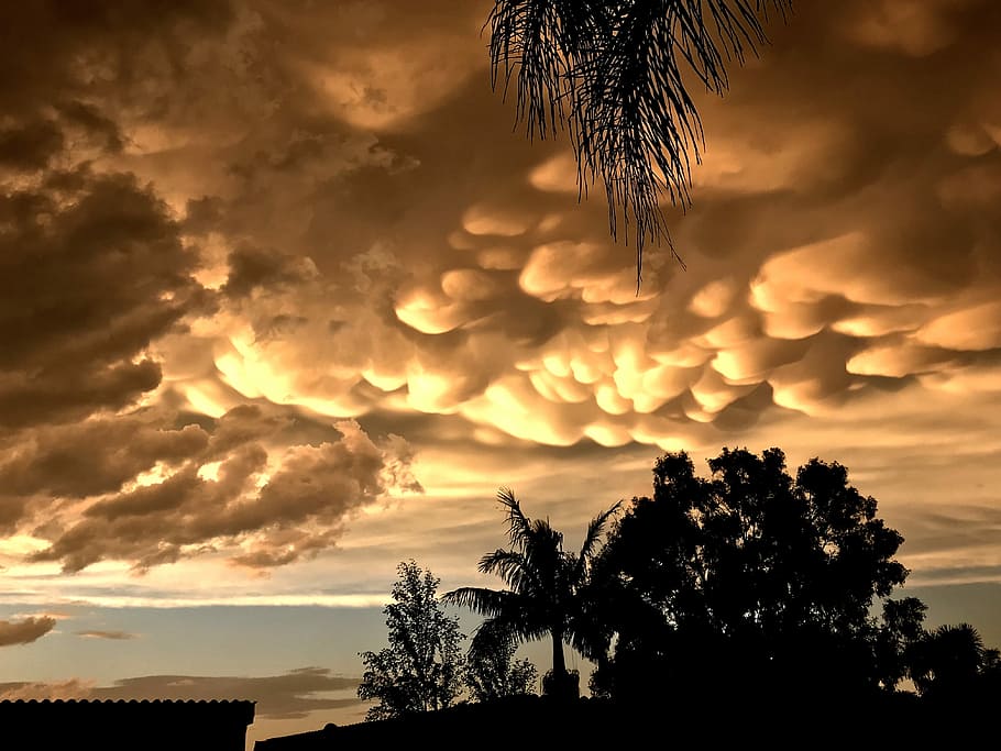 After Storm Beauty, silhouette photo of trees, cloud, orange HD wallpaper