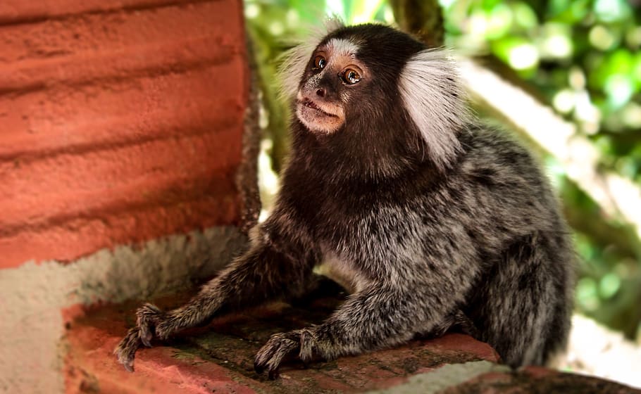 marmoset, nature, monkey, mammal, primate, one animal, animals in the wild HD wallpaper