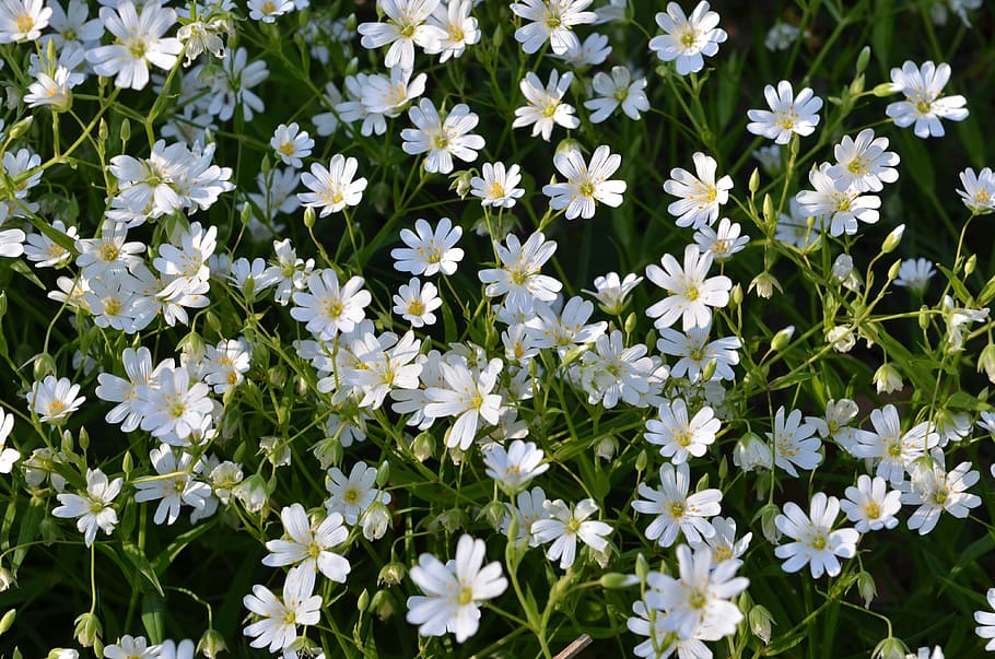 Flowers, White, Stellar, nature, plant, daisy, summer, green Color HD wallpaper