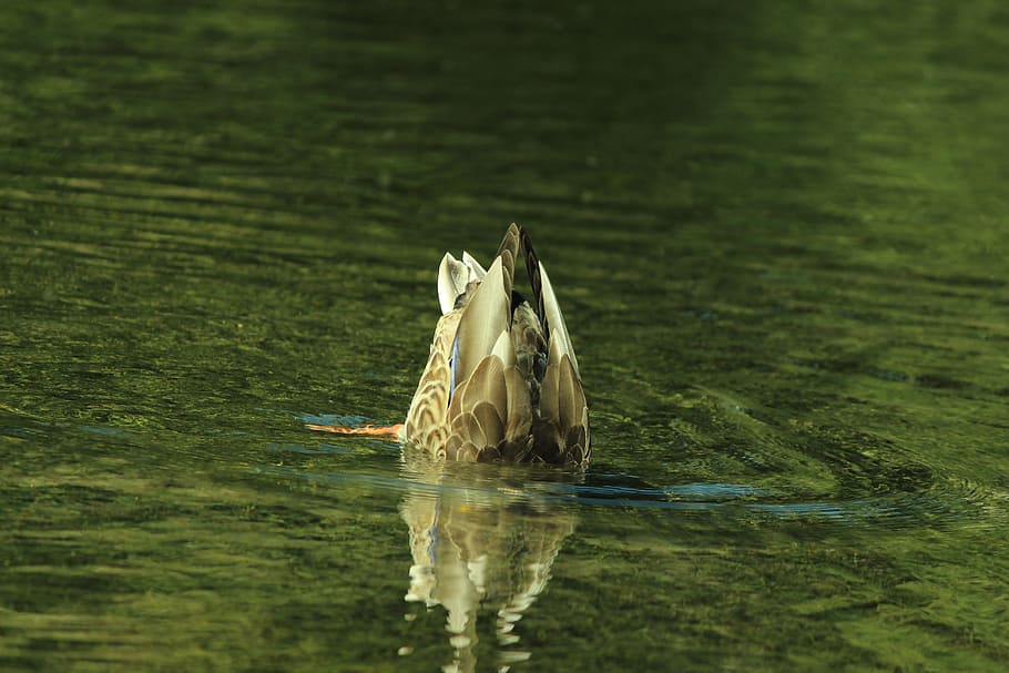duck, lake, diving, green, water, nature, animal themes, animals in the wild HD wallpaper