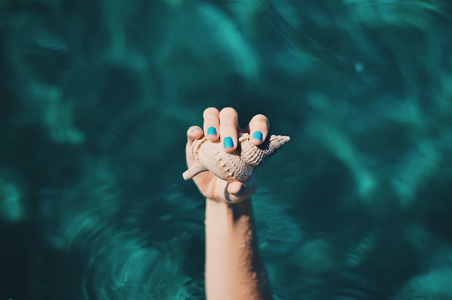 person holding shell, person with blue manicure holding brown shell HD wallpaper