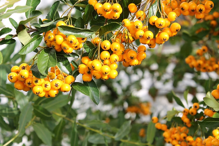 berries, yellow, close, bush, food, growth, healthy eating HD wallpaper