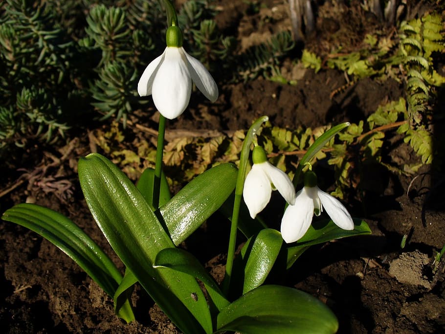 spring, flower, snowdrop, growth, plant, green color, beauty in nature HD wallpaper