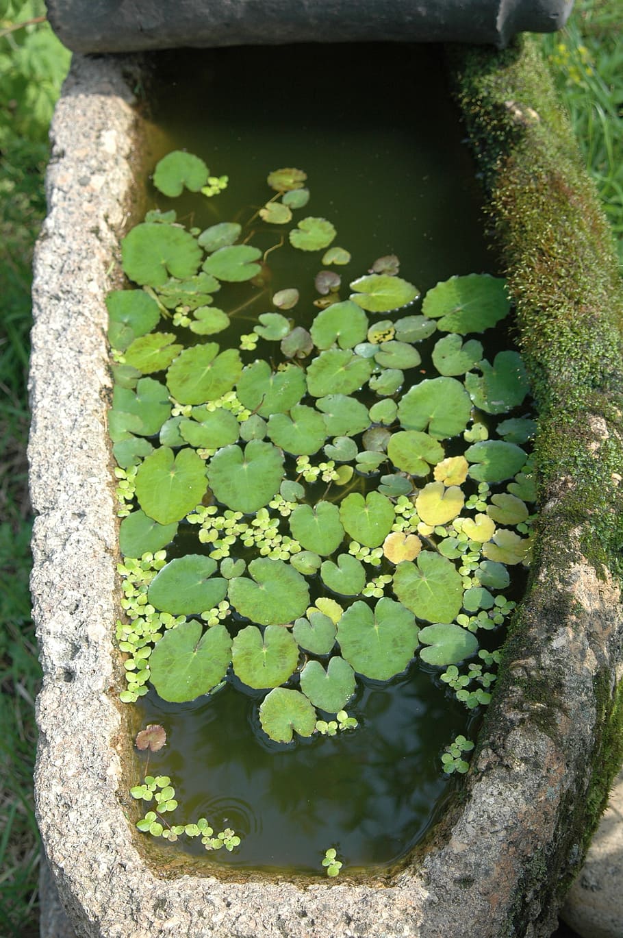 floating plants, landscape, leaf, water, nature, green Color HD wallpaper