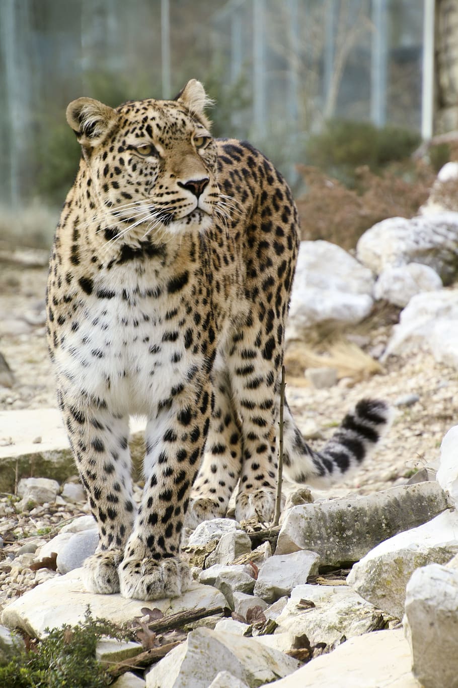 leopard on rocky surface during daytime, persian leopard, full length portrait