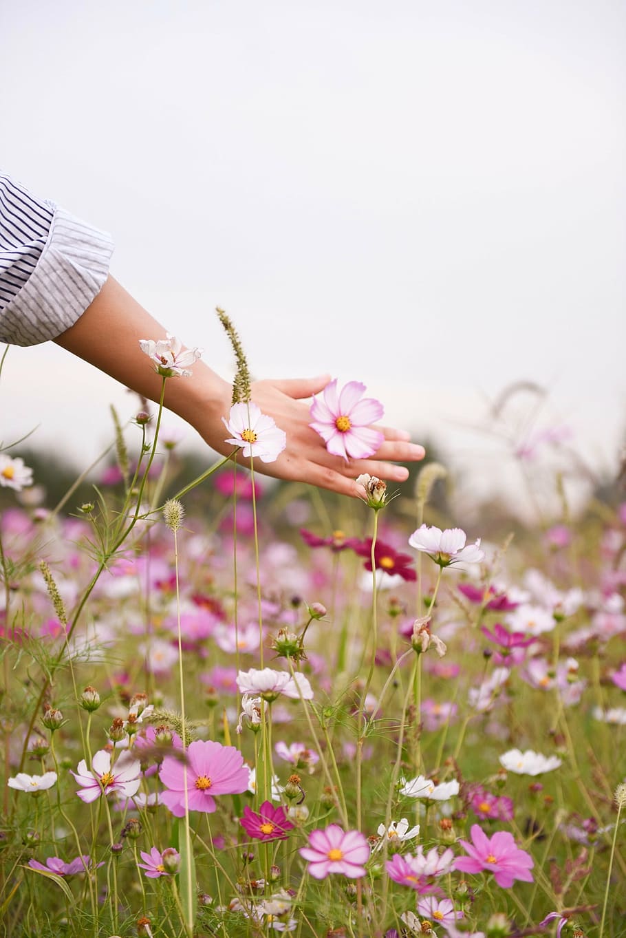 person touching pink cosmos flowers at daytime, woman, extending, HD wallpaper